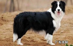 古代牧羊犬优缺点 古代牧羊犬好养吗