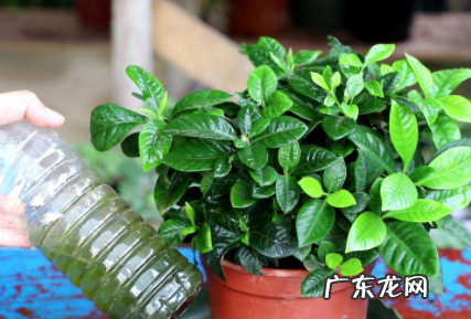 为什么用淘米水浇花 用淘米水直接浇花了没事吧