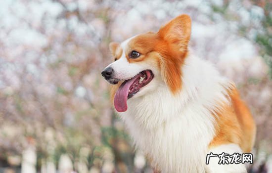 狗狗耳螨的症状有哪些 狗狗耳螨的症状