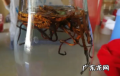 十斤酒泡多少虫草合适 一斤酒泡多少虫草合适