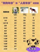 狗年龄怎么算？1岁相当于人类几岁呢？看完涨知识了