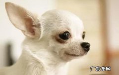 吉娃娃优缺点及适合人群 吉娃娃有什么优缺点