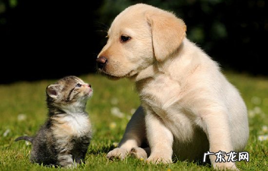 养狗和养猫的区别,简直太形象了… 养猫和养狗的人区别