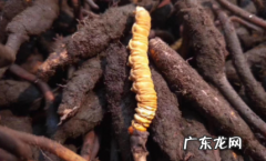 虫草是什么地方产的最好 虫草哪个地区的品质最好