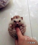 刺猬能家养吗？怎么养？有什么需要注意的？