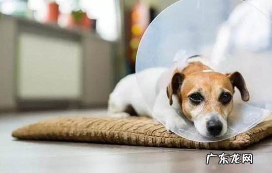 狗狗戴伊丽莎白圈难受怎么办 狗狗戴伊丽莎白圈难受