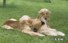 为什么国内禁止养阿富汗猎犬 如何饲养阿富汗猎犬