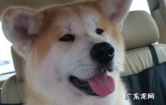狗狗的生活常识 8条关于狗狗的小秘密