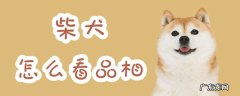 柴犬怎么看品相好坏 柴犬怎么看品相