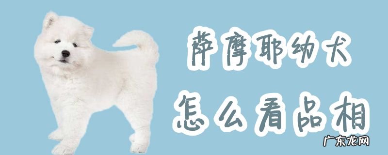 萨摩耶品相好不好需怎样判断 萨摩耶幼犬怎么看品相
