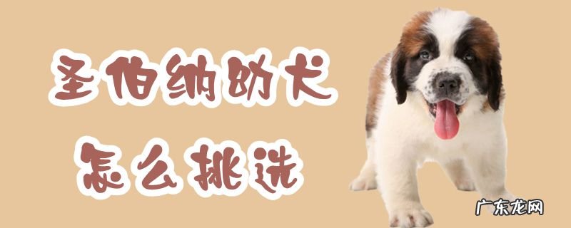 圣伯纳犬介绍 圣伯纳幼犬怎么挑选