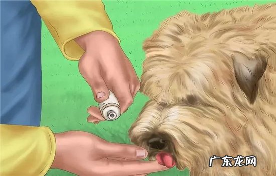 狗嘴臭怎么解决方法 狗狗口臭怎么办