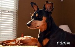 徐州买狗狗去哪里买比较好 买狗狗去哪里买比较好