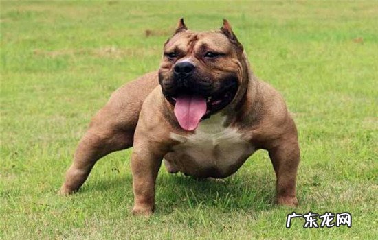 中型犬养什么好不会掉毛 中型犬养什么好
