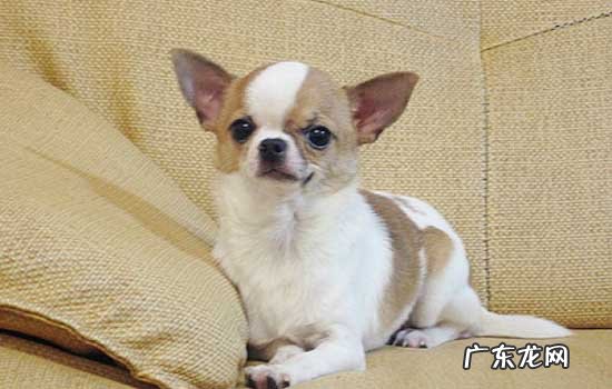 狗狗每天的睡眠时间是多少个小时 狗狗每天睡几个小时