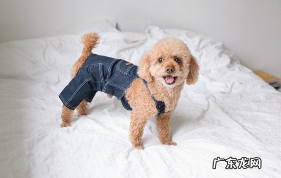 泰迪的缺点幼犬好养吗 泰迪的缺点