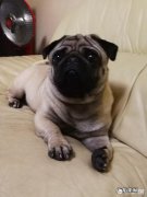 巴哥犬优点 如何挑选好的巴哥犬