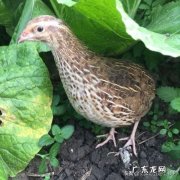 什么鸟比较好养活 养什么鸟最热门，效益最好