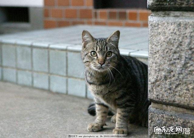 小区流浪猫该不该喂 小区阻止喂流浪猫而且要杀死流浪猫，怎么办