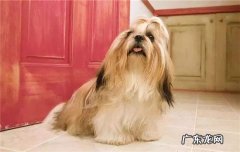 推荐养的小型犬 好养的三种小型犬