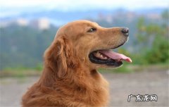 如何正确养狗英语作文 如何正确养狗