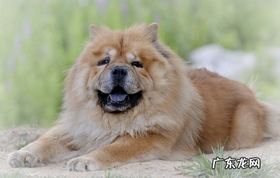 狗狗有干呕是什么原因 狗狗为什么会干呕