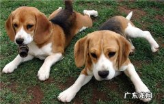 狗狗犯错误怎么教导 矫正狗狗错误行为