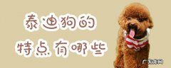 泰迪的特征是什么样的 泰迪狗的特点有哪些
