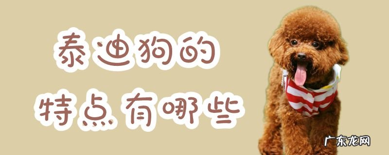 泰迪的特征是什么样的 泰迪狗的特点有哪些