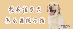 拉布拉多犬怎么看纯不纯种图解 拉布拉多犬怎么看纯不纯