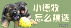 怎么挑德牧小狗 小德牧怎么挑选
