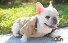 法斗犬的优缺点喜欢咬人吗 法斗犬的优缺点