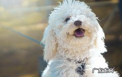 幼犬怎么挑选 种母犬如何挑选？