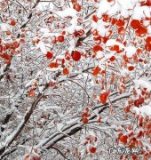 雪分为哪几种
