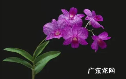 兰花根全部烂掉了能救得活吗 万带兰烂根还能活吗