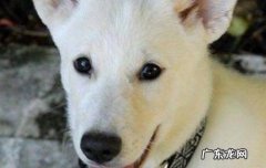 小狗多大可以配种 怎么选择配种的公犬