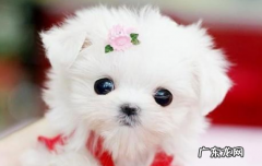 比熊茶杯犬能长多大 茶杯犬能长多大