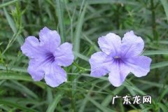 风水蓝象摆件 蓝必照风水