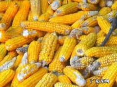 防止黄曲霉素污染食品的首要措施是啥
