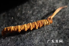 虫草发霉最好的处理方法 虫草发霉是怎么样的
