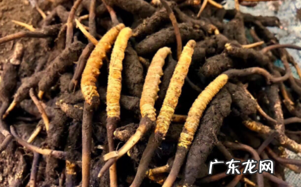 一根冬虫夏草能泡几次水 一个冬虫夏草可以泡多少水