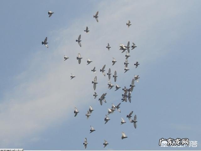 养赛鸽经验 赛鸽保养有没有小技巧