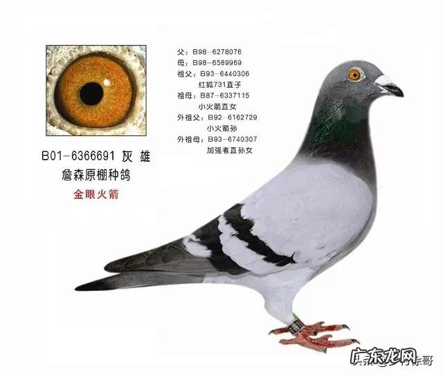 养赛鸽经验 赛鸽保养有没有小技巧
