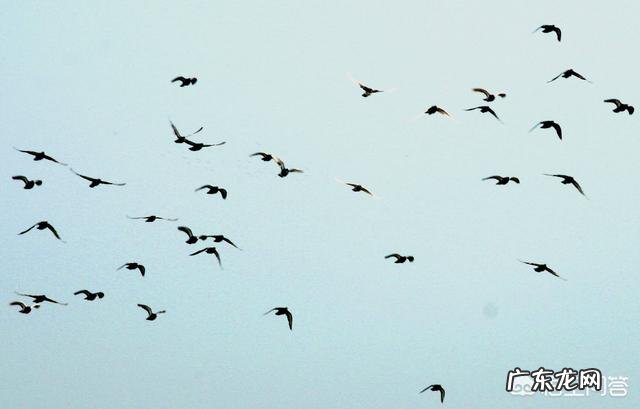 养赛鸽经验 赛鸽保养有没有小技巧