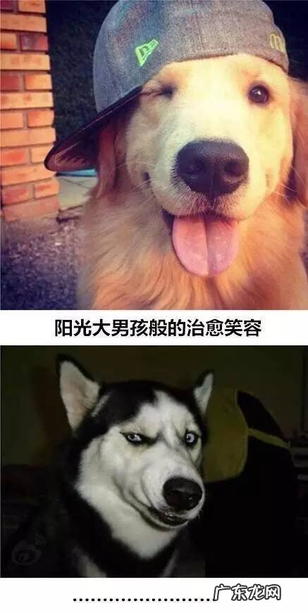 金毛和二哈 这就是养二哈与养金毛的区别