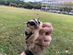 蜜袋鼠有毒吗