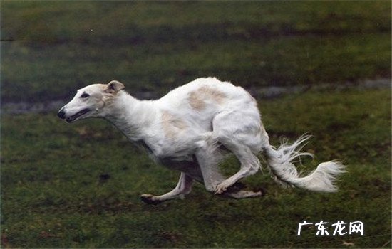 狩猎最好的犬种有哪些 四种优秀的狩猎犬