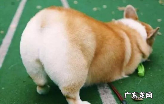 柯基掉毛严重什么原因 柯基掉毛解决办法