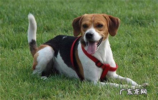 捕猎犬有哪些 狩猎犬有哪些