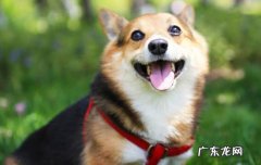 狗为什么要绝育手术 狗为什么要绝育